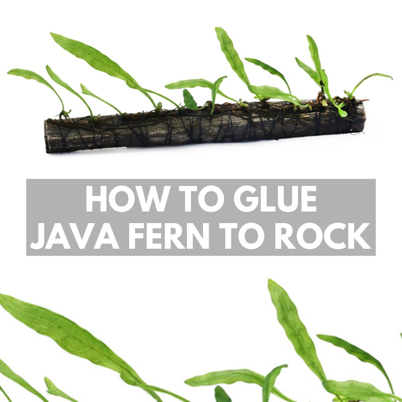 How to Glue Java Fern to Rock